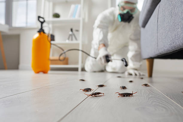 Post-Treatment Bed Bug Interceptor Monitoring in Hillcrest